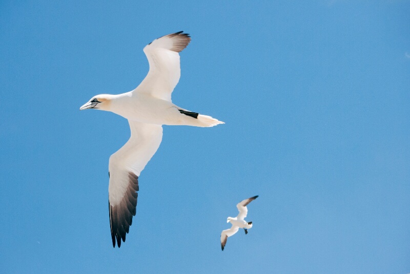 The northern gannets have a wingspan of up to 2 meters.