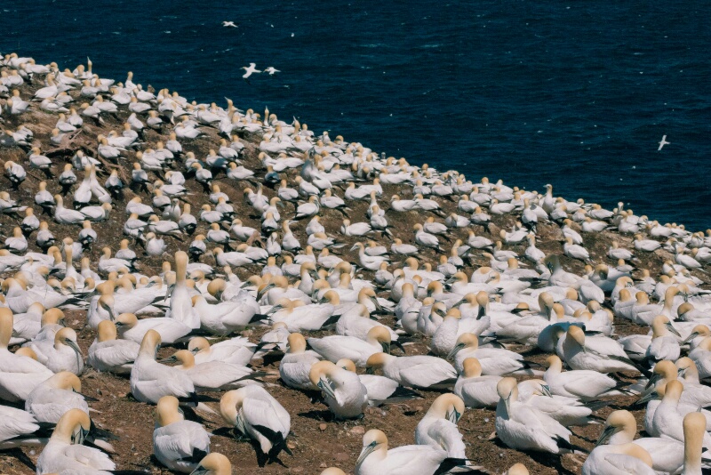 The colony of northern gannets.